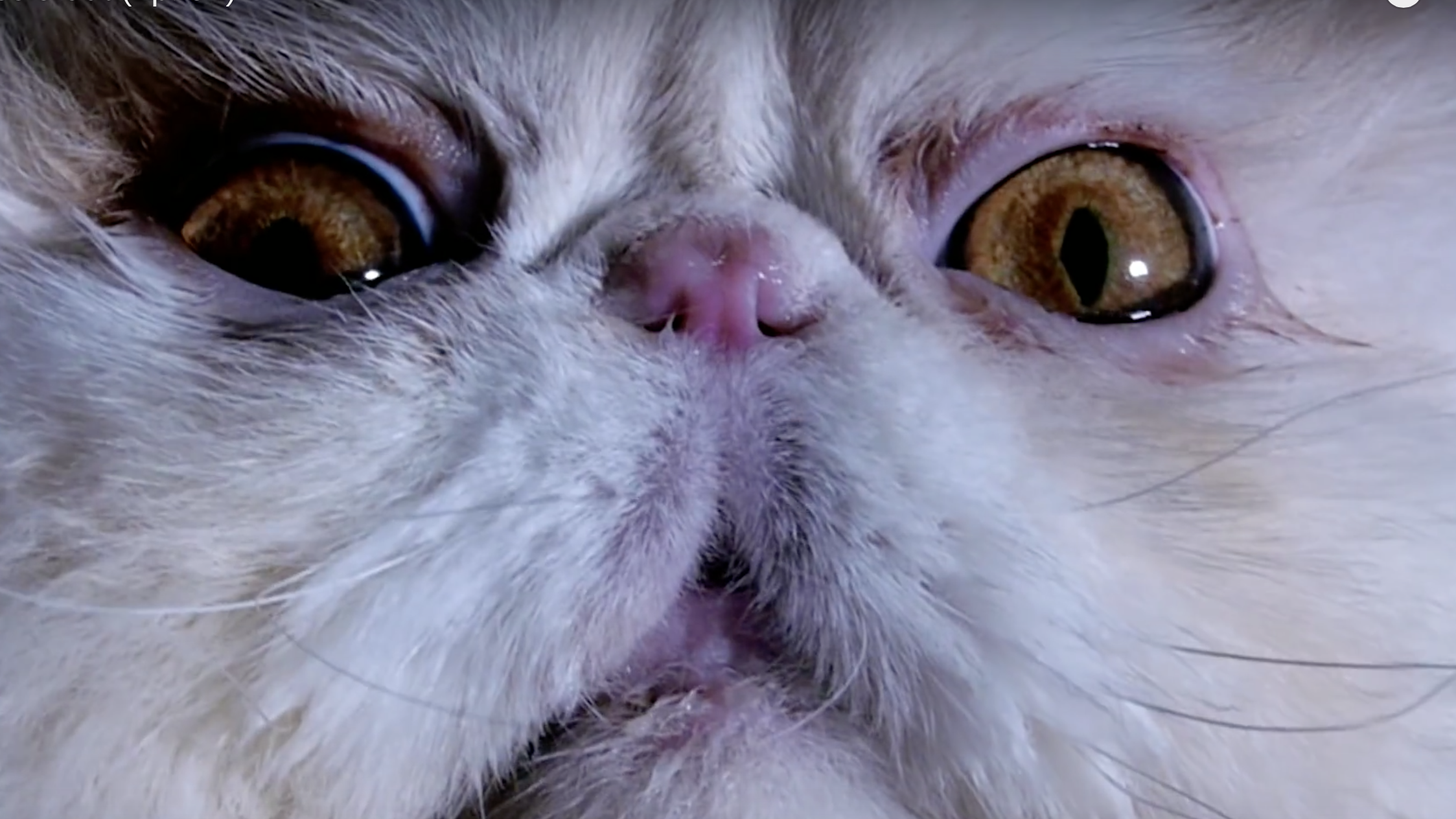 Close up of a cat's face.